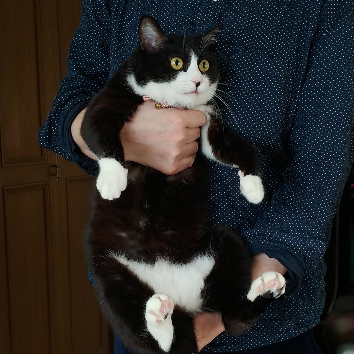 抱っこに不慣れな家族に抱っこされて呆然とする猫さん 虚無顔としまい忘れた舌が大変キュート 手袋とソックスとパンツはいとる Togetter