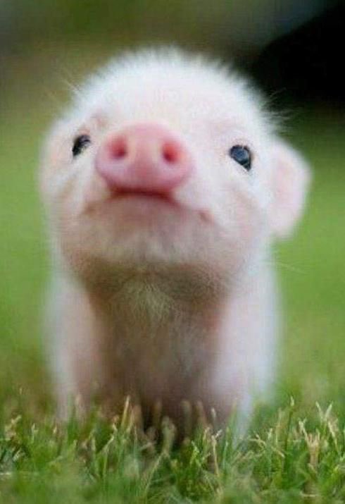 AND BABIE PIGSSSS
