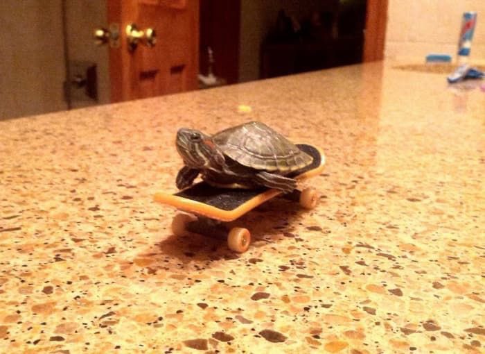 okay i’m ending this thread with this turtle vibing on a skateboard