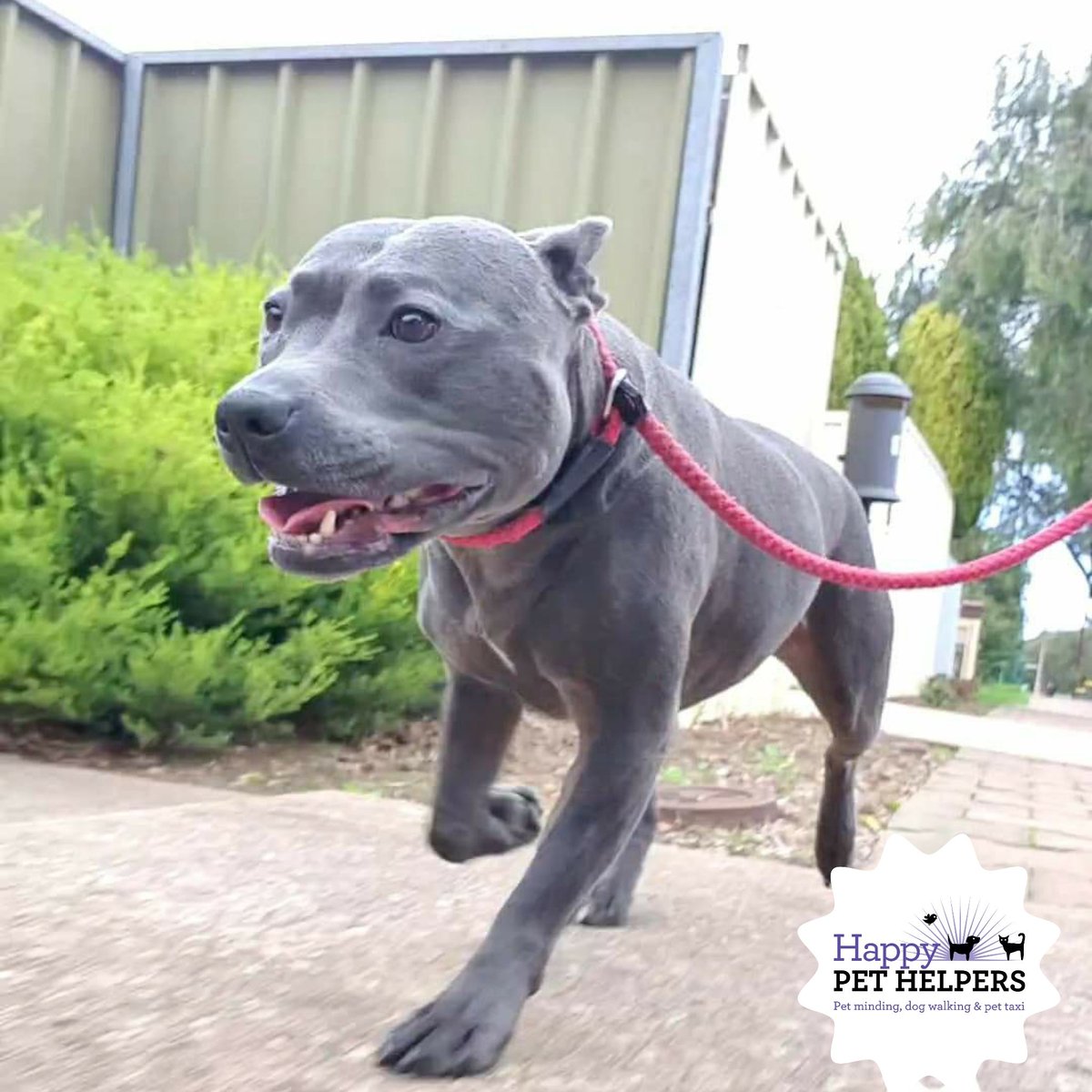 HappyPetHelpers's tweet photo. Pitter patter of doggy paws on the many Adventures they endured today 🐕🐾💓
#dogwalk #dogwalker #dogsofadelaide #dogsa #adelaide #smallbusiness #HappyPetHelpers #staffy #kelpie #maltese #cavoodle https://t.co/59UeoGRHLY
