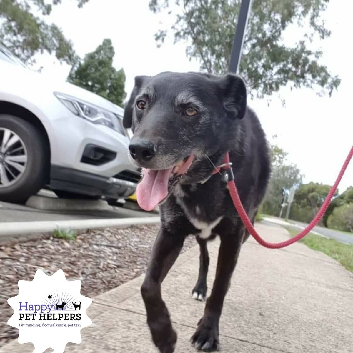 HappyPetHelpers's tweet photo. Pitter patter of doggy paws on the many Adventures they endured today 🐕🐾💓
#dogwalk #dogwalker #dogsofadelaide #dogsa #adelaide #smallbusiness #HappyPetHelpers #staffy #kelpie #maltese #cavoodle https://t.co/59UeoGRHLY