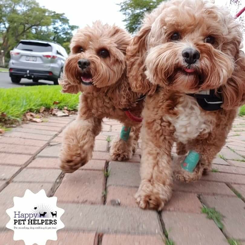 HappyPetHelpers's tweet photo. Pitter patter of doggy paws on the many Adventures they endured today 🐕🐾💓
#dogwalk #dogwalker #dogsofadelaide #dogsa #adelaide #smallbusiness #HappyPetHelpers #staffy #kelpie #maltese #cavoodle https://t.co/59UeoGRHLY