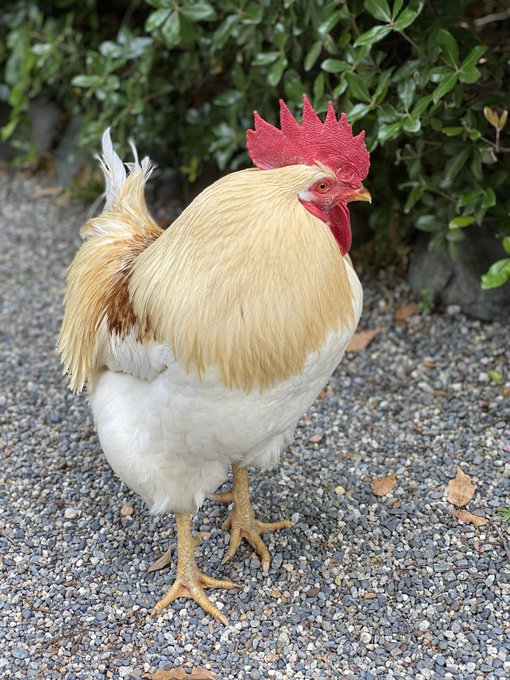 ニワトリ の評価や評判 感想など みんなの反応を1日ごとにまとめて紹介 ついラン