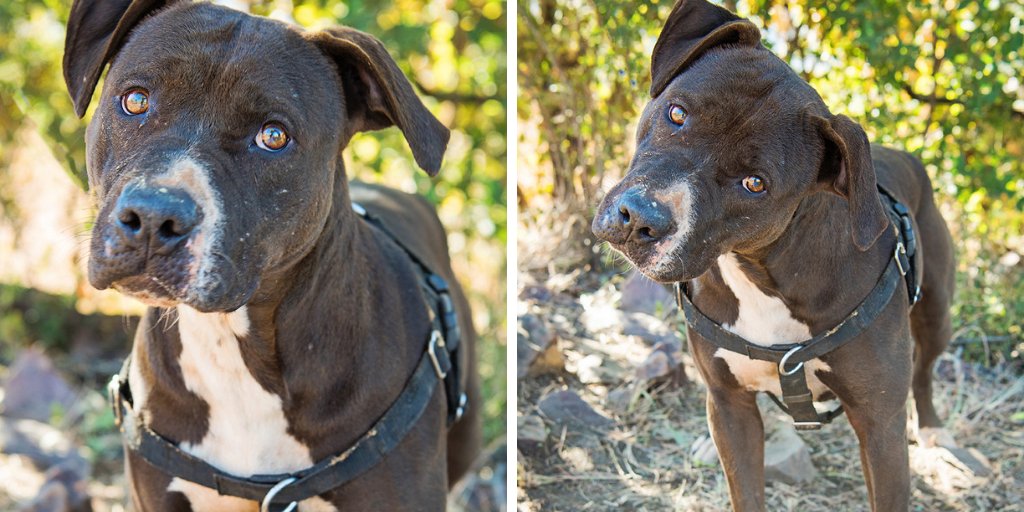 Dogtown_SA's tweet photo. My name is Suzie. I was found as a stray& the humans at Dogtown looked everywhere but my family was nowheret. So here I am, waiting for a new family who will love me and look after me. Email adopt@dogtownsa.org. SMS TWITTER to 38919 to donate R10 to the care of the #Dogtowndogs. https://t.co/fx5GoZVQax