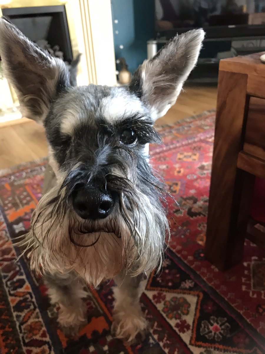 schnappsfan's tweet photo. What a difference 4 years makes! I’m not sure what the vet did to her ears though!!!! Cilla was blind and scared back and in poor health thanks to a #puppyfarm . Thanks to #Schnauzerfest and #DBARC she got a second chance at life https://t.co/mHKO0IgJMG