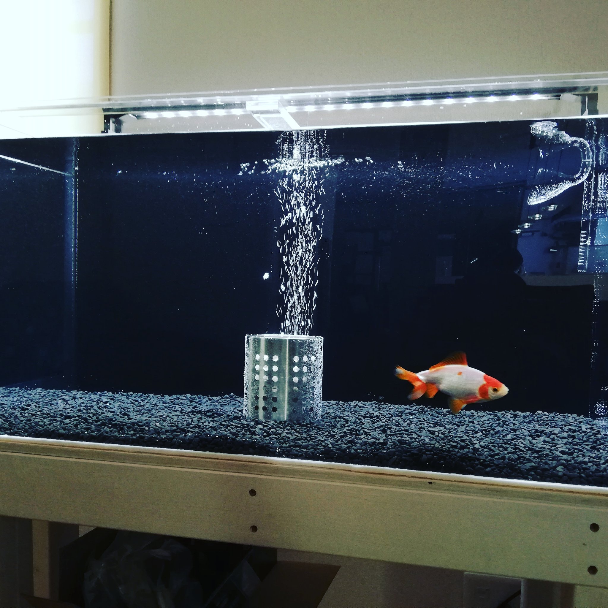 Masataka はじめての水槽立ち上げ パイロットフィッシュは屋外飼育している元気な更紗和金 T Co Zpoxdexvz3 Twitter