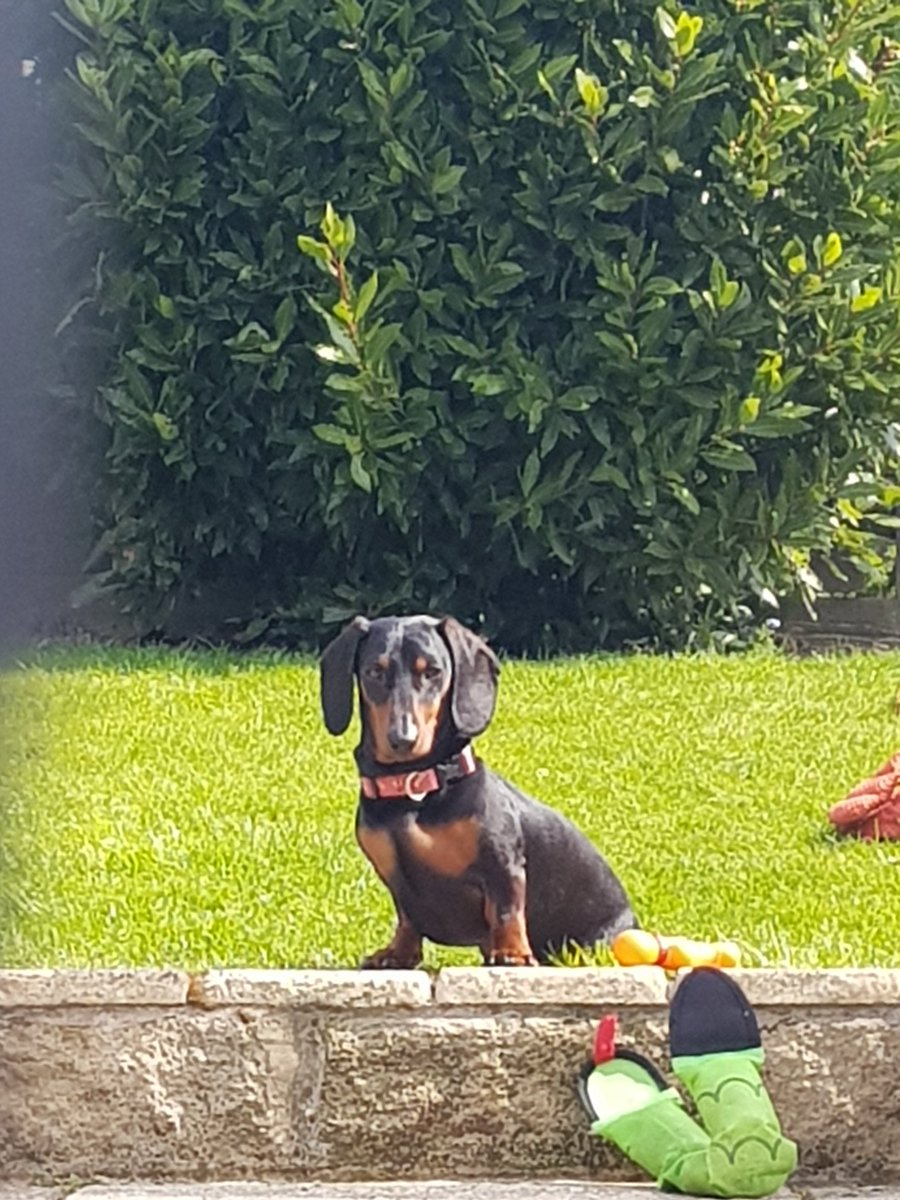 AndyRich1964's tweet photo. #VeryMeRewards
Lincoln the sausage dog https://t.co/ywJySe03yZ