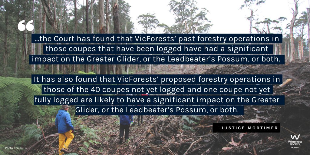 “...the Court has found that VicForests’ past forestry operations in those coupes that have been logged have had a significant impact on the Greater Glider, or the Leadbeater's Possum, or both.” - Justice Mortimer #FLBPvVicforests  @LeadbeatersPoss  #auspol  #springst