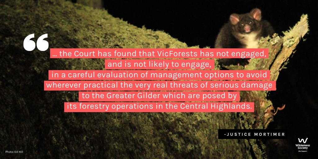 "..the Court has found that VicForests has not engaged, & is not likely to engage, in a careful evaluation of management options to avoid wherever practical the very real threats of serious damage to the Greater Gilder...." #FLBPvVicforests  #LeadbeatersPossum  #auspol  #springst