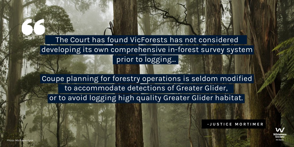 “Coupe planning for forestry operations is seldom modified to accommodate detections of Greater Glider, or to avoid logging high-quality Greater Glider habitat…” - Justice Mortimer  #FLBPvVicforests  @LeadbeatersPoss  #auspol  #springst  #GreaterGlider  #logging