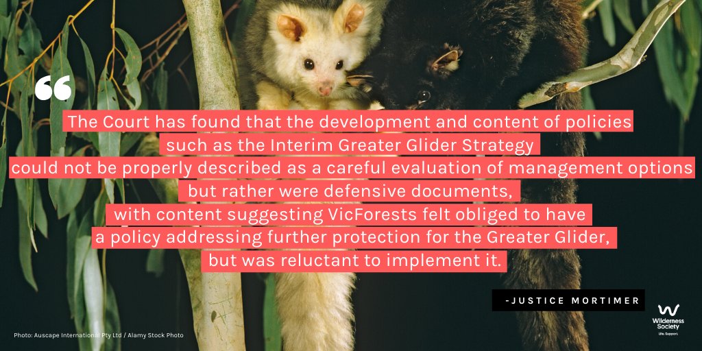 "The Court has found that the development & content of policies such as the Interim Greater Glider Strategy could not be properly described as a careful evaluation of management options but rather were defensive documents..." #FLBPvVicforests  @LeadbeatersPoss  #auspol  #springst
