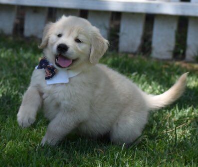 GldnMeadows's tweet photo. Just a Typical Tuesday Around Here! #puppylove #TongueOutTuesday https://t.co/JkcVSgoaHG