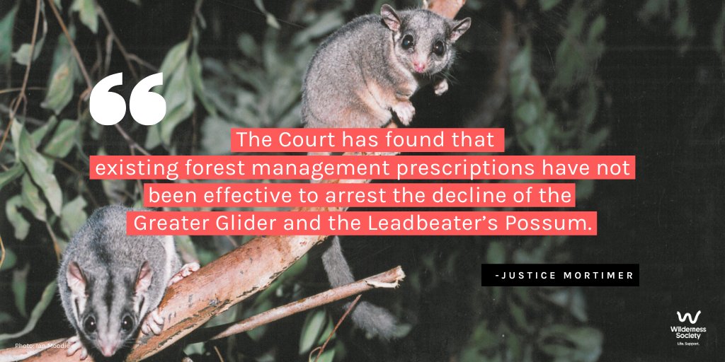 "The Court has found that existing forest management prescriptions have not been effective to arrest the decline of the Greater Glider and the Leadbeater’s Possum." - Justice Mortimer  #FLBPvVicforests  @LeadbeatersPoss  #auspol  #springst  #LeadbeatersPossum