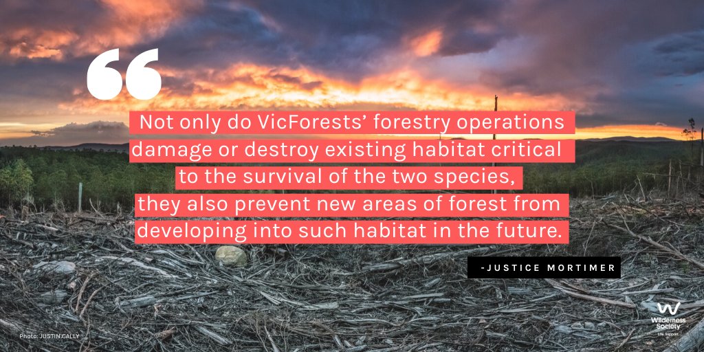 "Not only do VicForests’ forestry operations damage or destroy existing habitat critical to the survival of the two species, they also prevent new areas of forest from developing into such habitat in the future."  #FLBPvVicforests @LeadbeatersPossum  #auspol  #springst