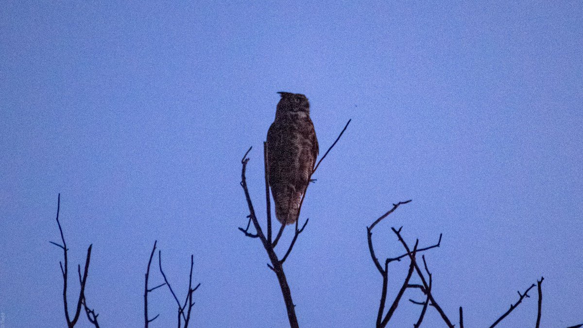When Mr. Cooper describes the Unicorn Effect and the thrill of the hunt (without the violence and bloodshed of killing) that is EXACTLY what I felt when I captured my first Great Horned Owl in the wild!I’d never even seen one in the wild in 40+ trips around the sun.