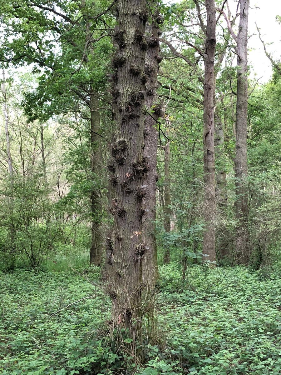 JulieJuf's tweet photo. ‘Day 3: I wonder’ What are thes bumps on the tree? #kindergartenbioblitz #kinderbioblitz #nature #QuestionOfTheDay  @RangerRidley https://t.co/twLv6uTRu7