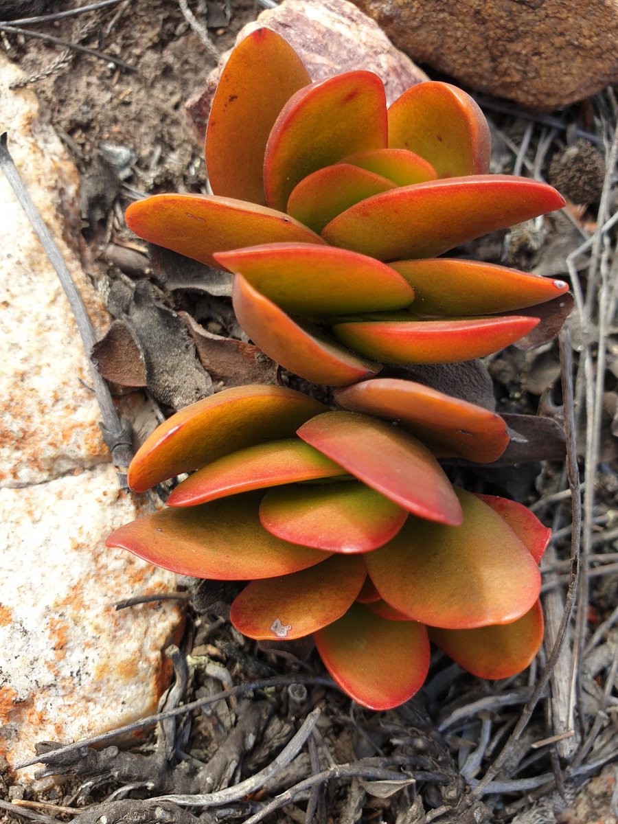 MartiBlom's tweet photo. A sample of ochre / red / brown colour scheme in #DeVlugt https://t.co/SNjqXskqTz