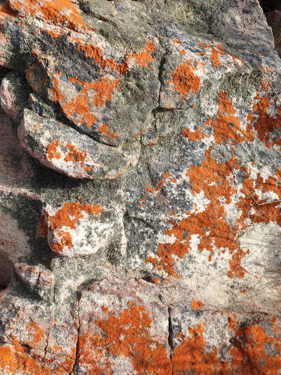 MartiBlom's tweet photo. A sample of ochre / red / brown colour scheme in #DeVlugt https://t.co/SNjqXskqTz