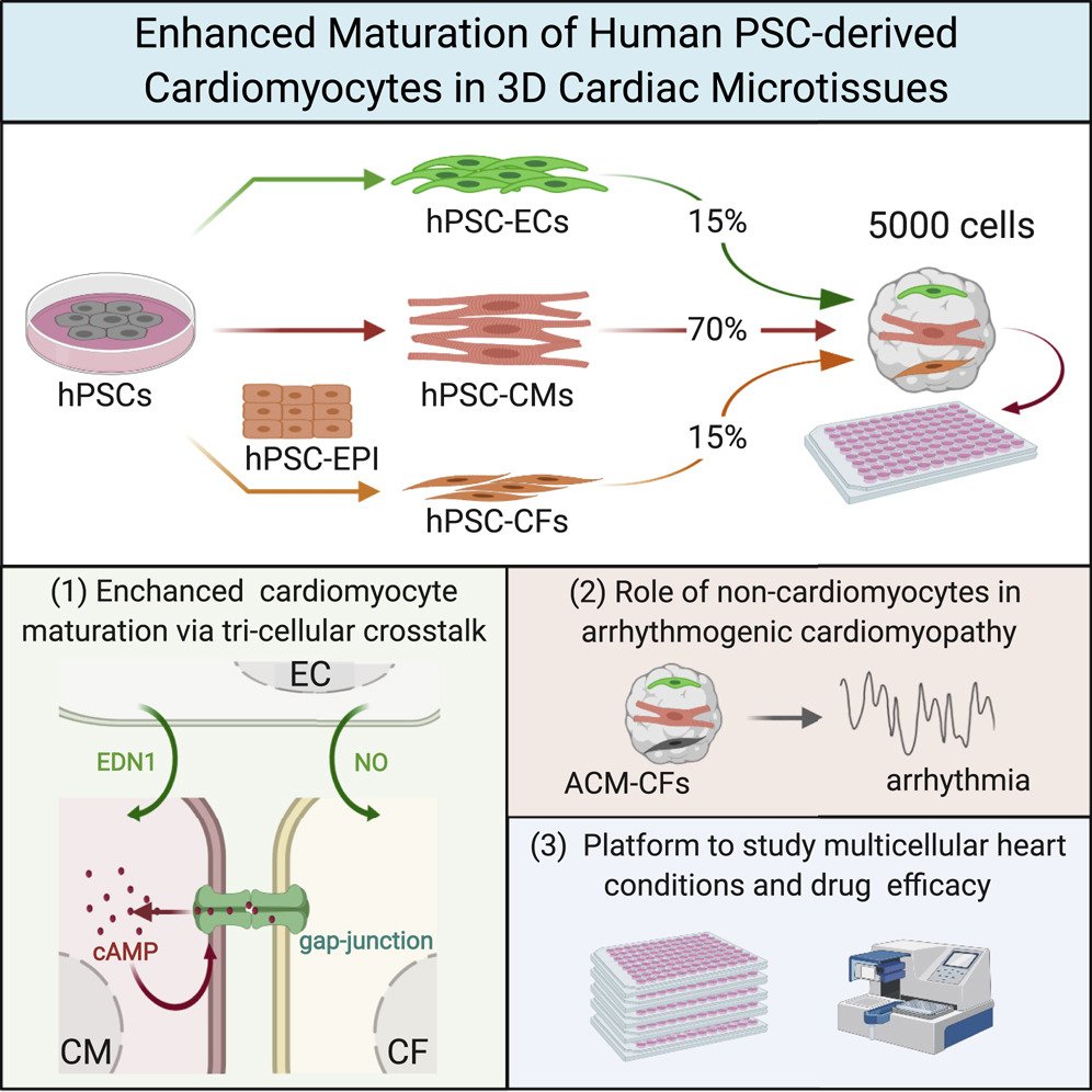 AmyCaitriona's tweet photo. Our story is now online at #CellStemCell describing a highly functional, fully #hiPSC derived #CardiacMicrotissue that can be used for #diseasemodelling
👉👉https://t.co/qUV5Pun6UX https://t.co/i6tBxAl2bQ