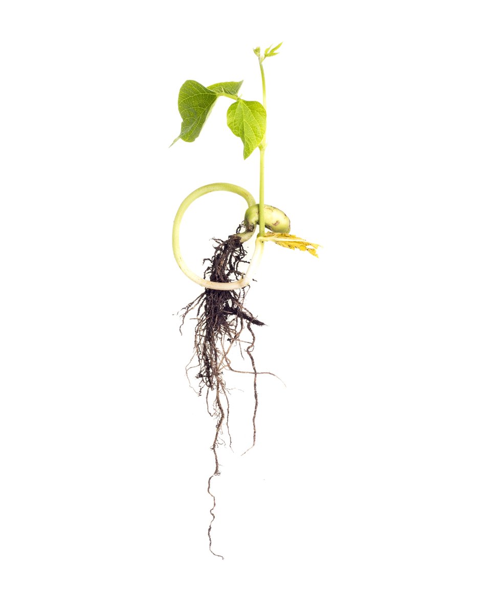 JEnglandArtist's tweet photo. 'Turning the Earth' - Runner-bean, 2020.
When your world is upside-down, find a way to surface! https://t.co/24Q7bShItQ