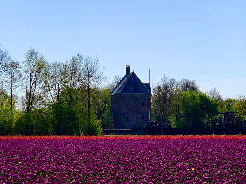 🌷🌷 ‘T Huys Dever is a residential tower from the 14th century. From 1972 - 1978 this building has been restored and is freely accessible for public. 🛕

#tulipbicycletour #residentialtower #14thcentury #purpletulips