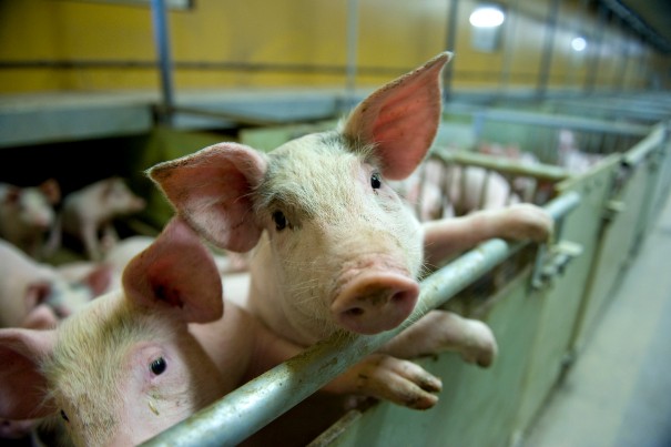 Tyska lantbrukare har ett av Europas största beting i att minska ammoniakavgången från stallgödsel. I Niedersachsen provade forskare hur olika fiberinnehåll i foder påverkade grisars tillväxt och ammoniakavgången från deras gödsel. greppa.nu/arkiv/nyhetsar…