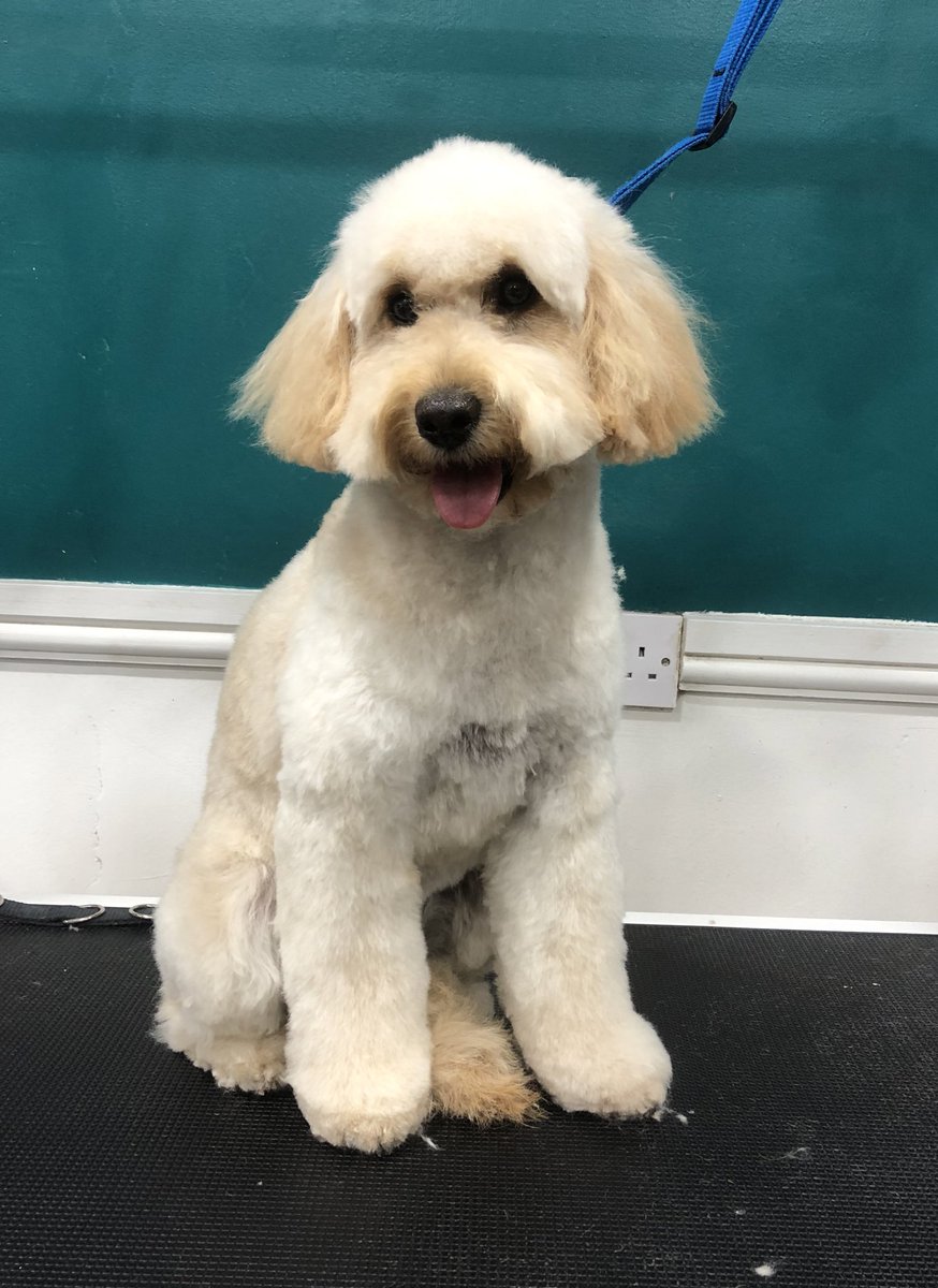 Lotties mum did a good job of maintaining her coat - here she is looking super cute after her #lockdownhaircut 
#marple #doggrooming #doggroomer #cockapoo #cockapoosofinstagram #cockapoodaily #manchesterdogs #thehounddoggroomingspa