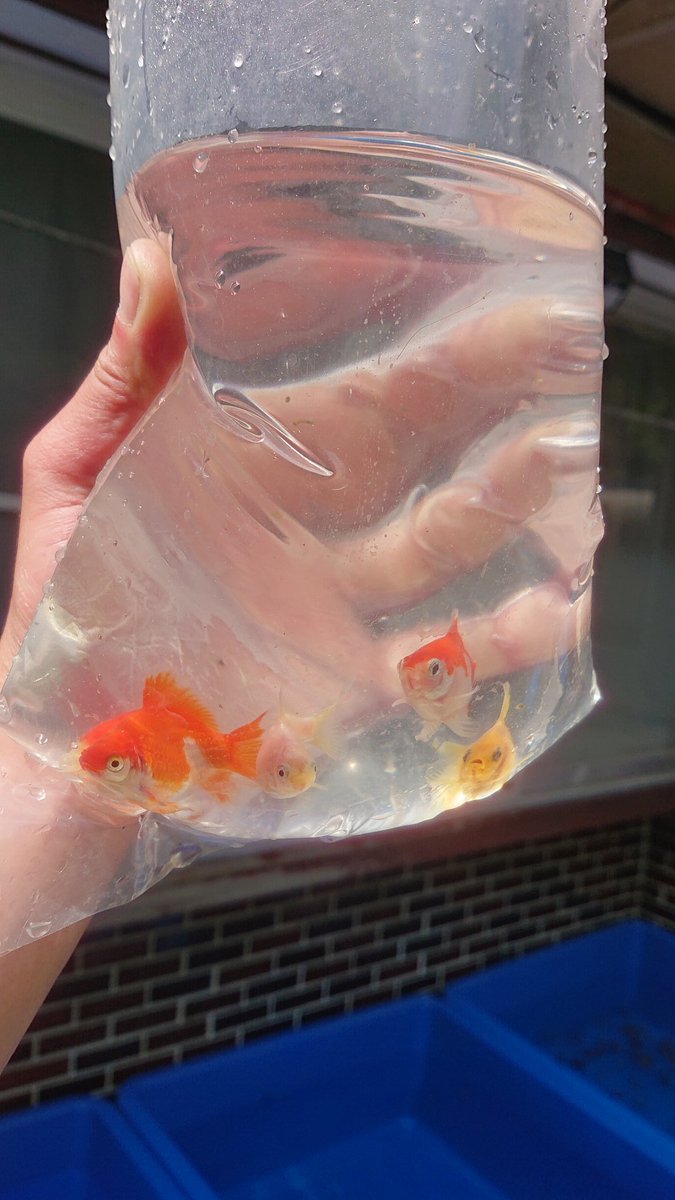 ট ইট র あお 玉サバちゃん ５匹がお嫁にいきました 幸せにしてもらうんだよ 金魚 屋外飼育