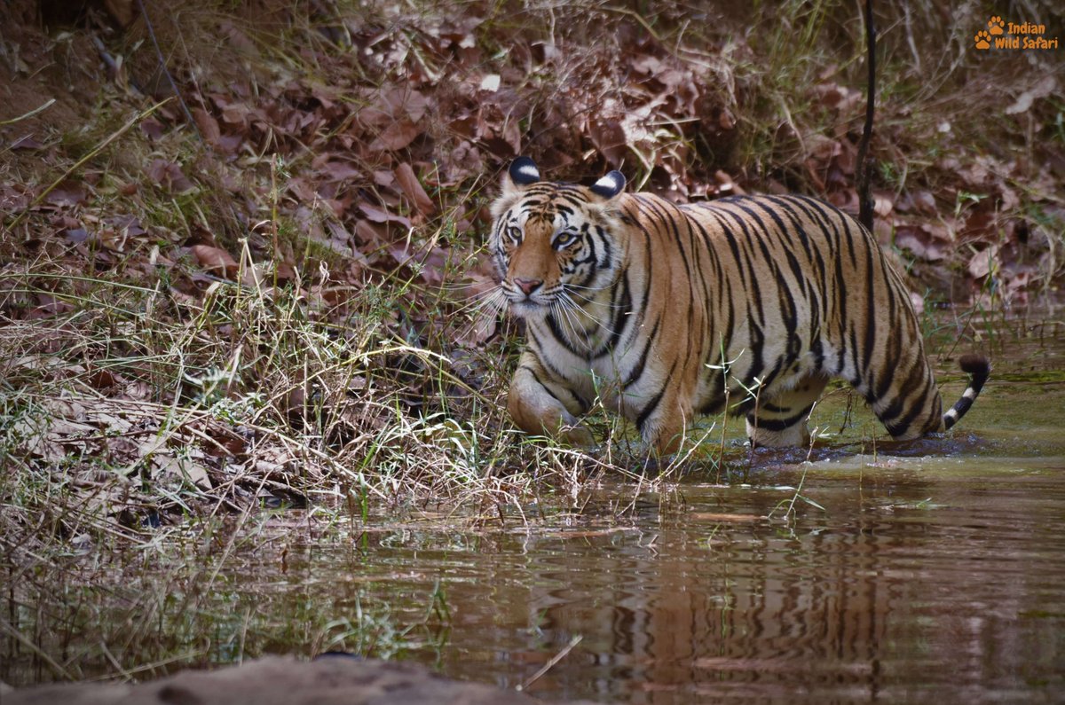 Sub-Adult female of Spotty from Bandhavgarh

#wildlifephotography #wildlife #wildearth #Safari #tiger #BIGCats