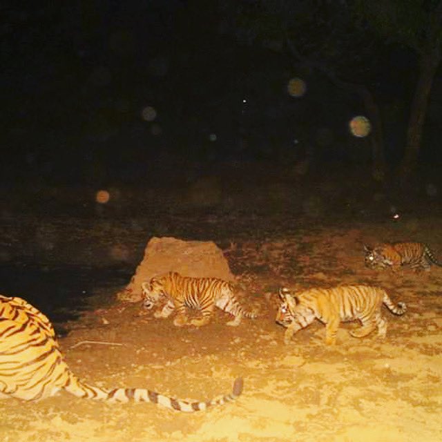Good news emerging in the middle of the Covid 19 crisis from Sariska Tiger Reserve. After ST10 was seen with a new born cub a couple of months back now ST12 has been seen in camera traps of the forest department with 3 new born cubs. This definitely a great news for Sariska Tiger