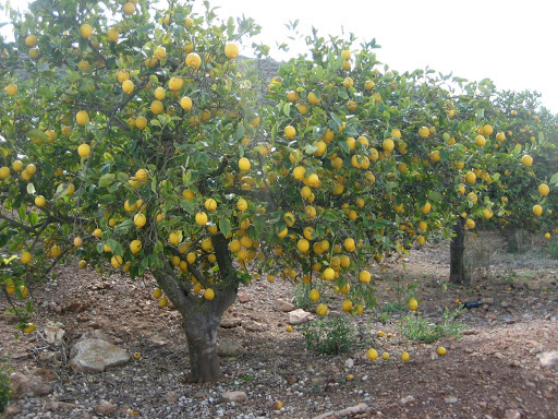 (11b) The capital of Lebante was TUR-ON (=good fort), which would give its name to the TUR-ON-IE = Land of the Good Fort. 
Citrus were planted there from yesteryear, because that is where the SETURON comes from (SETURON=it is from turon)
Lemon = zitron