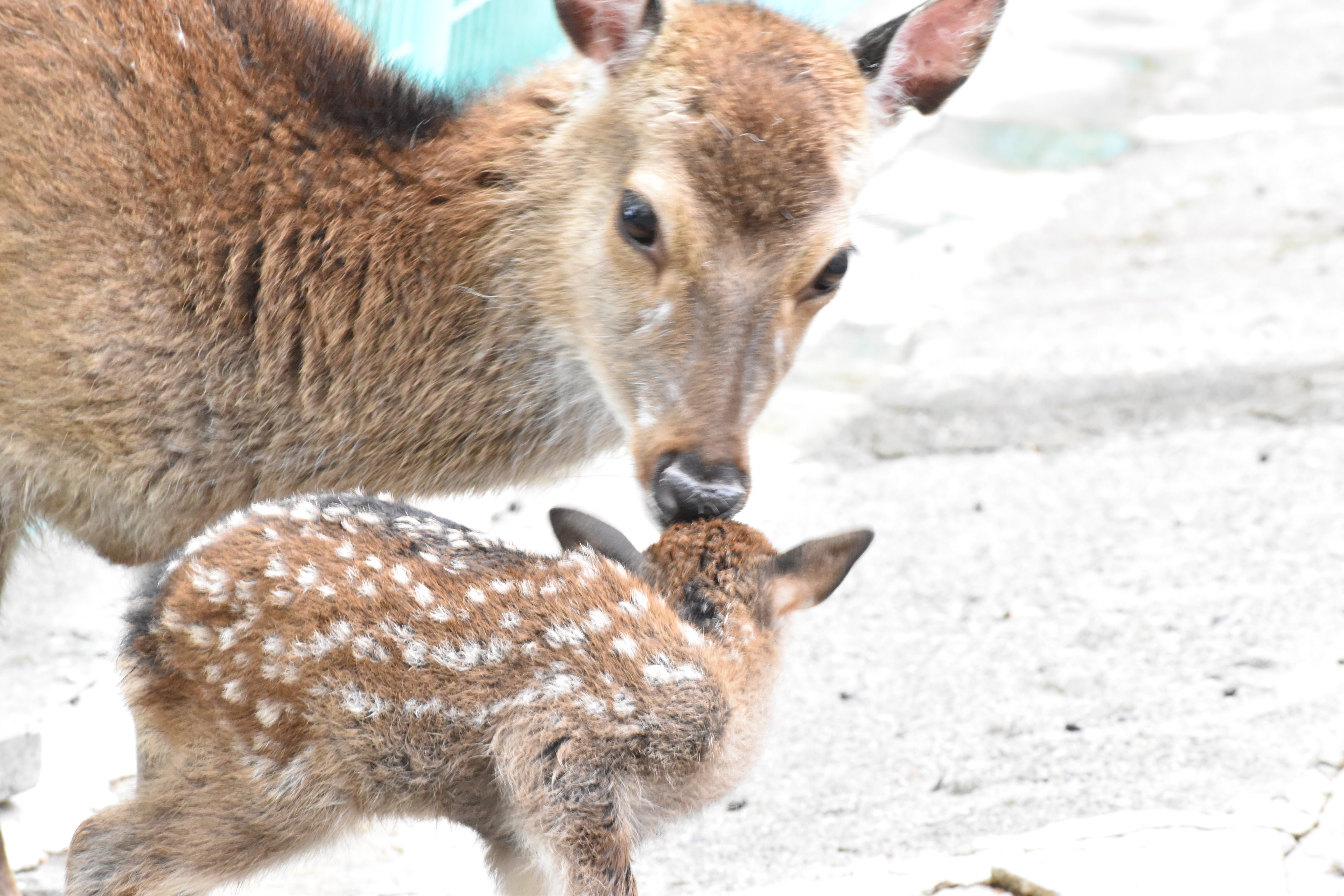 めちゃくちゃかわいい！リヤドロ　バンビ　子鹿と蝶　絶版品 リヤドロ】【おてんばウサギ】【絶版】【5888】