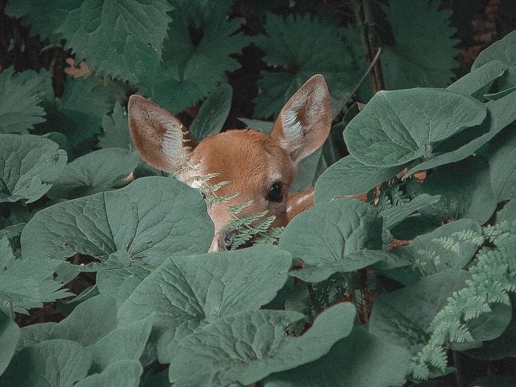 _noja's tweet photo. 🦌🍃 https://t.co/elM7AToDEO