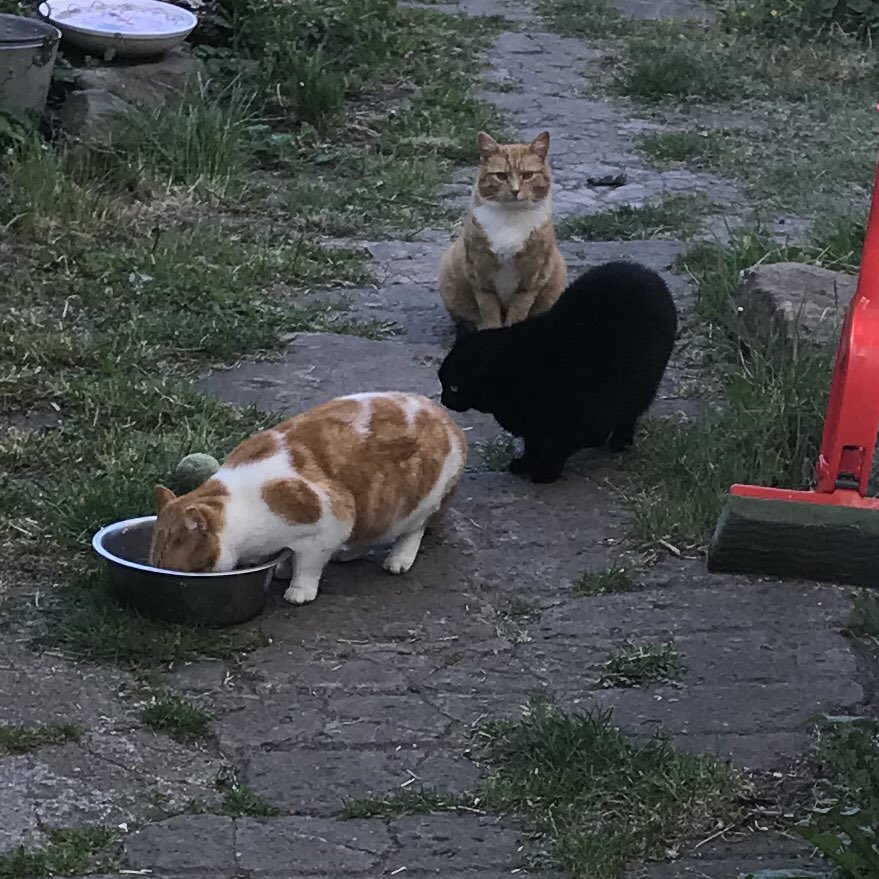 Cosey cat is half the size of any of them. She has started bullying them. She is also joining their food queue in the morning. Here she is in the middle. I’ve had to apologise to the neighbour for her eating the food. He doesn’t mind. She’s making me look like I don’t feed her.