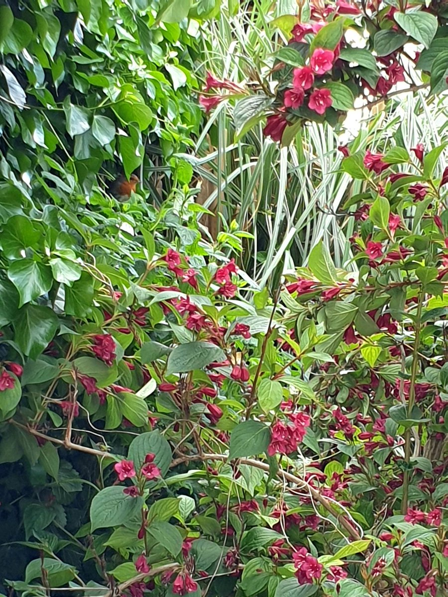 OrlaHand's tweet image. Our beautiful garden that my husband has created he made all the flower bed edging by hand with tree cuttings from our neighborhood and painted the wall murals 🌼🥀🌳 It's a truly wonderful space #BloomwithRTE #gardening #repurposing