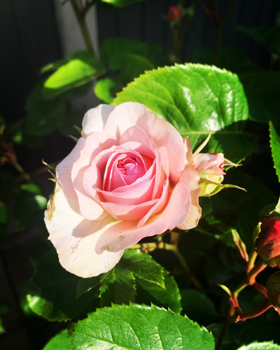 First of many my beautiful @DAustinRoses #Emilybronte #Fragrant #Englishrose #pottedroses