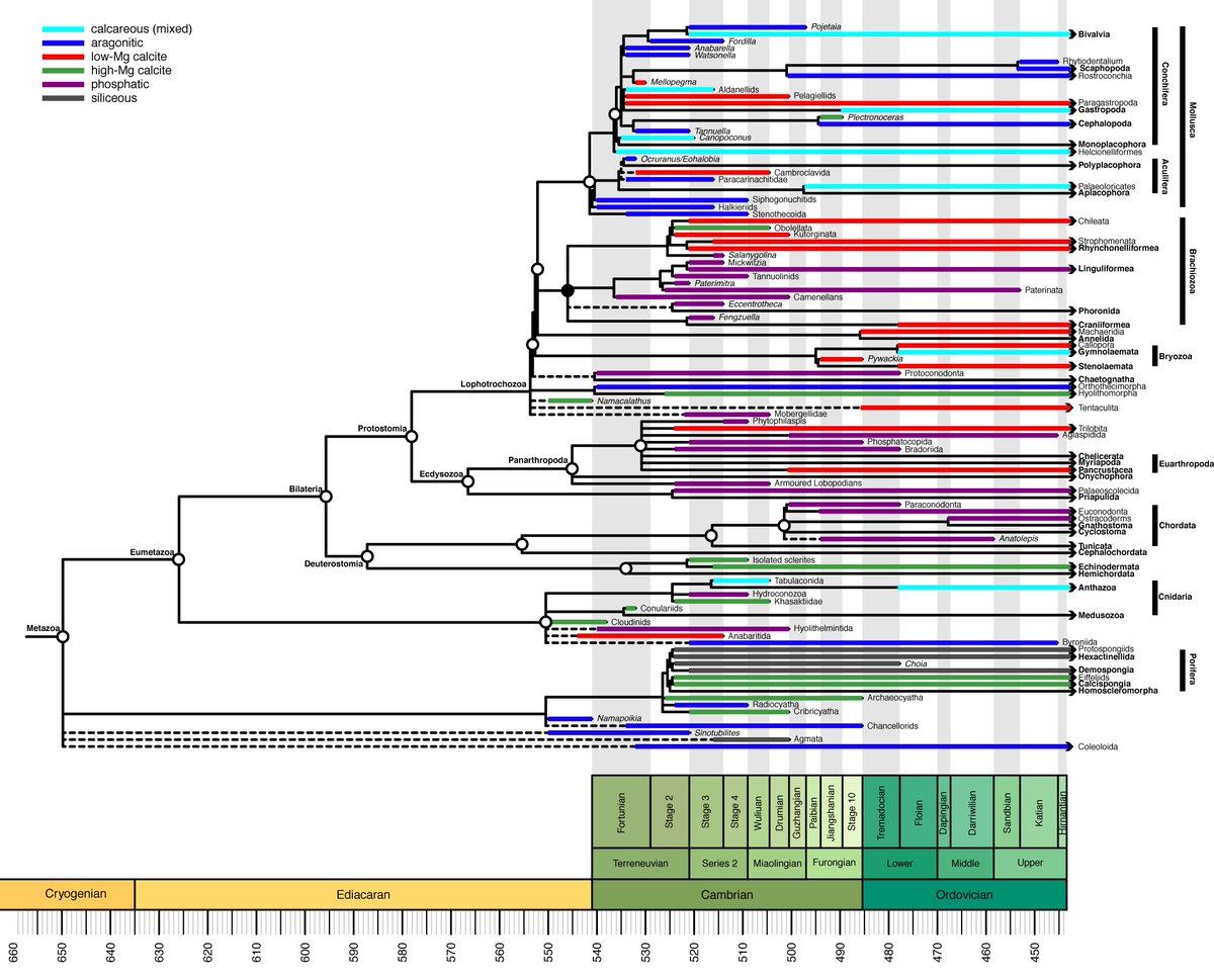 Duncan Murdock (@djemurdock) on Twitter photo Early view online now! #OpenAccess
The ābiomineralization toolkitā and the origin of animal skeletons onlinelibrary.wiley.com/doi/full/10.11ā¦
<a href="/morethanadodo/">Oxford University Museum of Natural History</a> <a href="/LeverhulmeTrust/">The Leverhulme Trust</a> Early view online now! #OpenAccess
The ābiomineralization toolkitā and the origin of animal skeletons onlinelibrary.wiley.com/doi/full/10.11ā¦
<a href="/morethanadodo/">Oxford University Museum of Natural History</a> <a href="/LeverhulmeTrust/">The Leverhulme Trust</a>