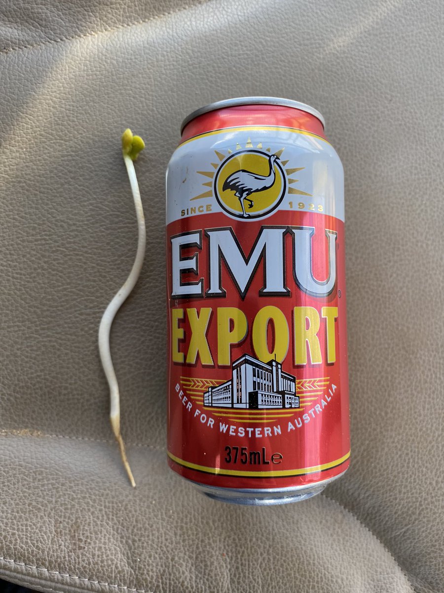 I’m thinking he’s pretty keen to photosynthesise