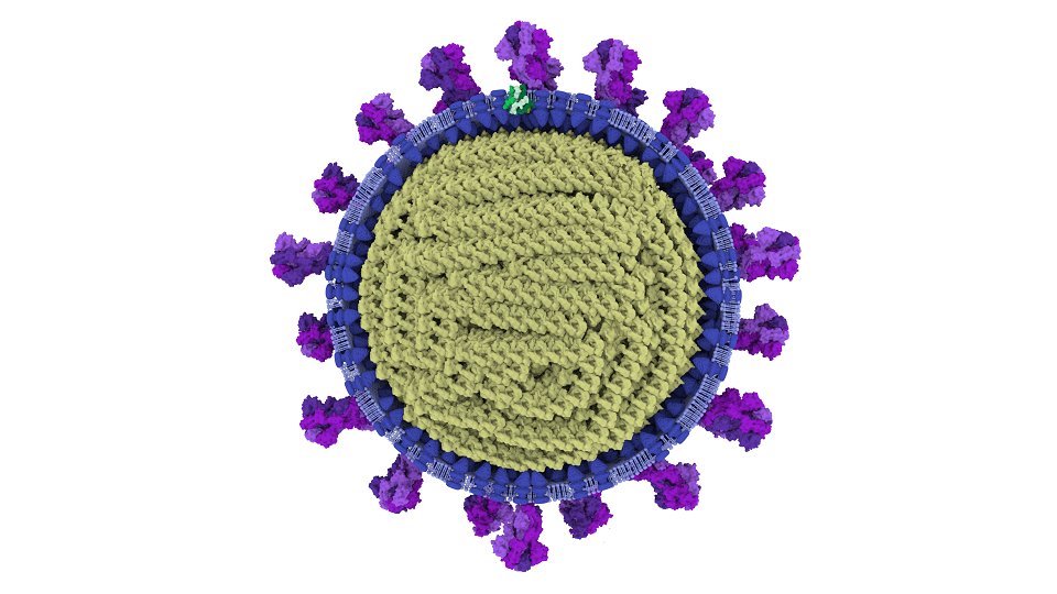 Thread! It’s great to have been able to collaborate with  @Scient_Art on a detailed model of the  #SARS-CoV-2 virus particle, the cause of  #COVID-19, using methods we’ve developed with  @GSofASimVis  @GSofA and  @CVRinfo  #scicomm  #sciart (1/13)