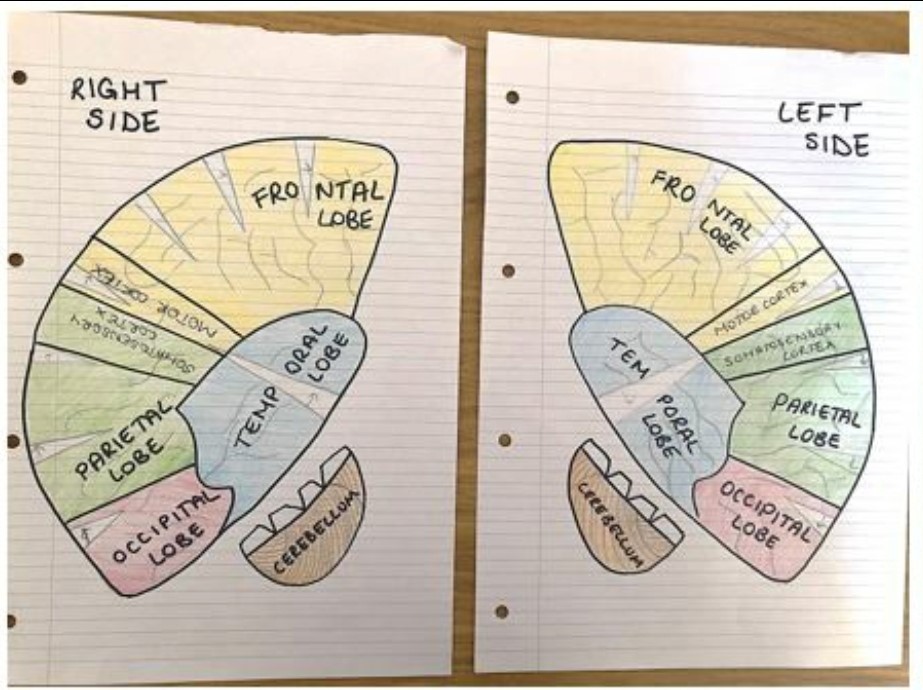brainspine's tweet photo. One for the parents! It might be half term, but why not join in with the Brain Anatomy webinar: Wednesday 27th May, 4 pm (UK time/BST). For primary school children aged 5-11. https://t.co/Q7N1SmO7sD

#brain #Learningathome https://t.co/dmww3YXmwP