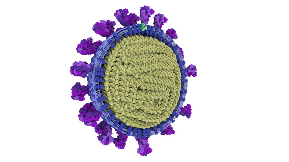 And here, showing the interior of the  #SARS-CoV-2 virus particle  https://sketchfab.com/3d-models/half-view-of-sars-cov-2-virion-c9ac6b27205a445baa913d6b93989966 (4/13)