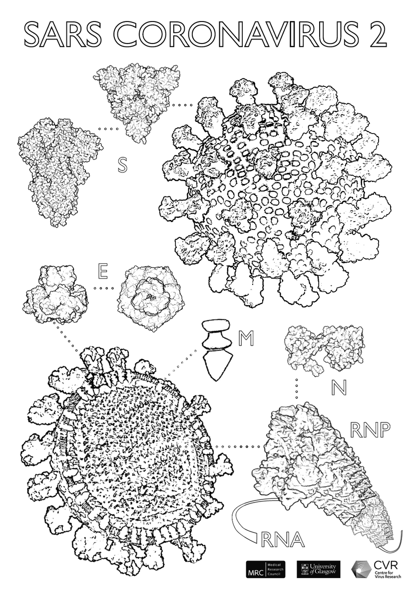 There’s more! We also made a  #ColouringSheet, if you want to colour in COVID, or want to explain the virus to someone who does.  #SciComm  #Sciart  https://www.gla.ac.uk/media/Media_723442_smxx.pdf (8/13)