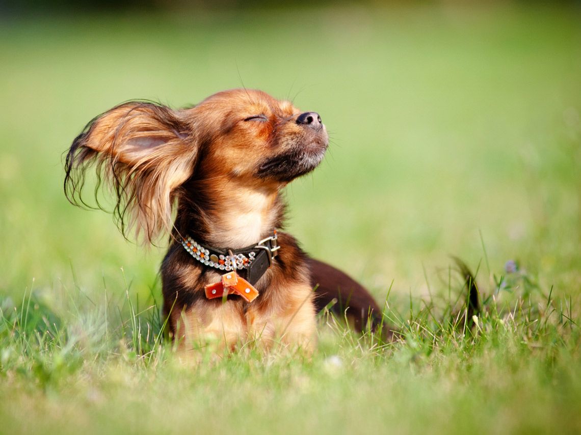 InterestingMega's tweet photo. Everything you need to know in case your #dog gets a heat stroke 😱🐶

👉 https://t.co/5gI8cXgBqZ https://t.co/6XvplFmXKn