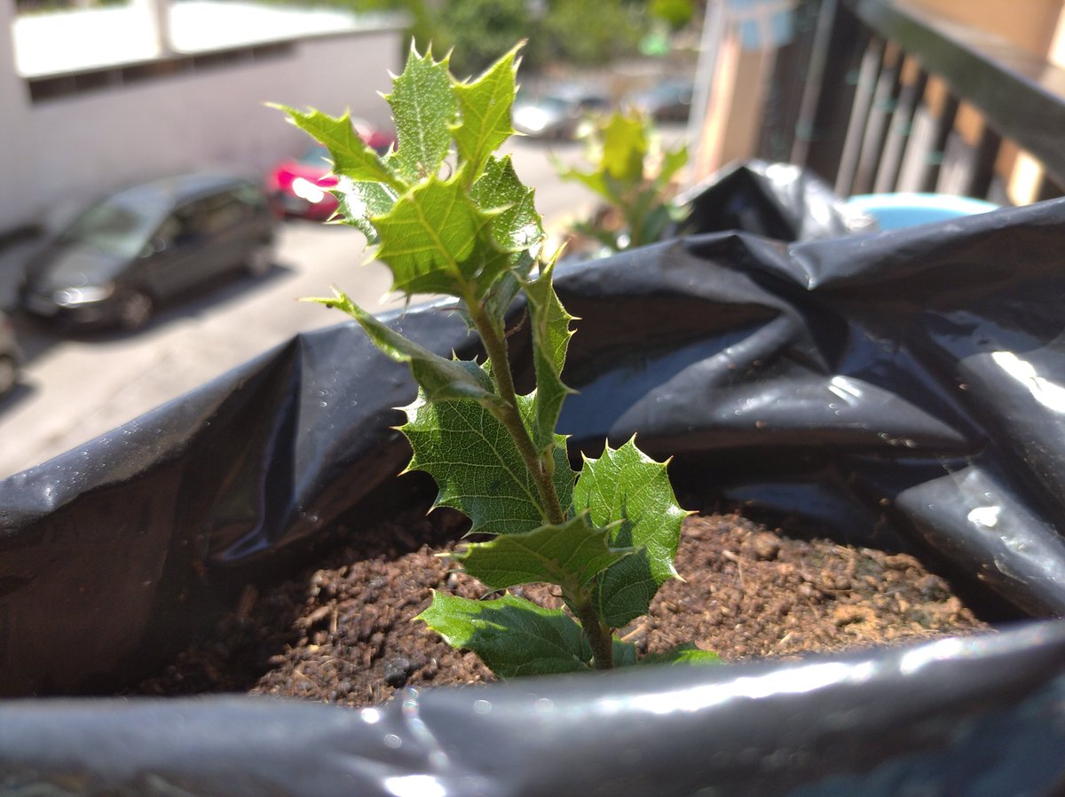 EliHuetor's tweet photo. Soon we will be planting!!!!!So excited about building a 🌳forest in #huetorvega withv@operacionencina  #granada #germinatingthefuture #climatechange #actnow #education #reforestation #operacionencina https://t.co/ZSlaLgdU8q
