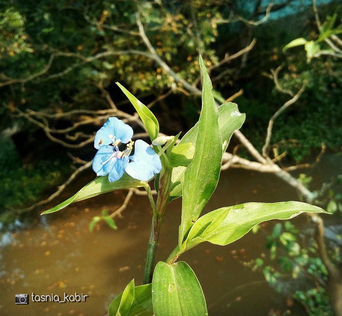 TasniaKabir3's tweet photo. #photography #Bangladesh #outdoors #morning
#natural #flower #camera #photographer #green
#beauty #moment #lovenature #beautifulBD #blur
#happiness #village #blueFlower #without_edit
#sylhet #lake #leaf #sunlight https://t.co/NBYNE3EBwM