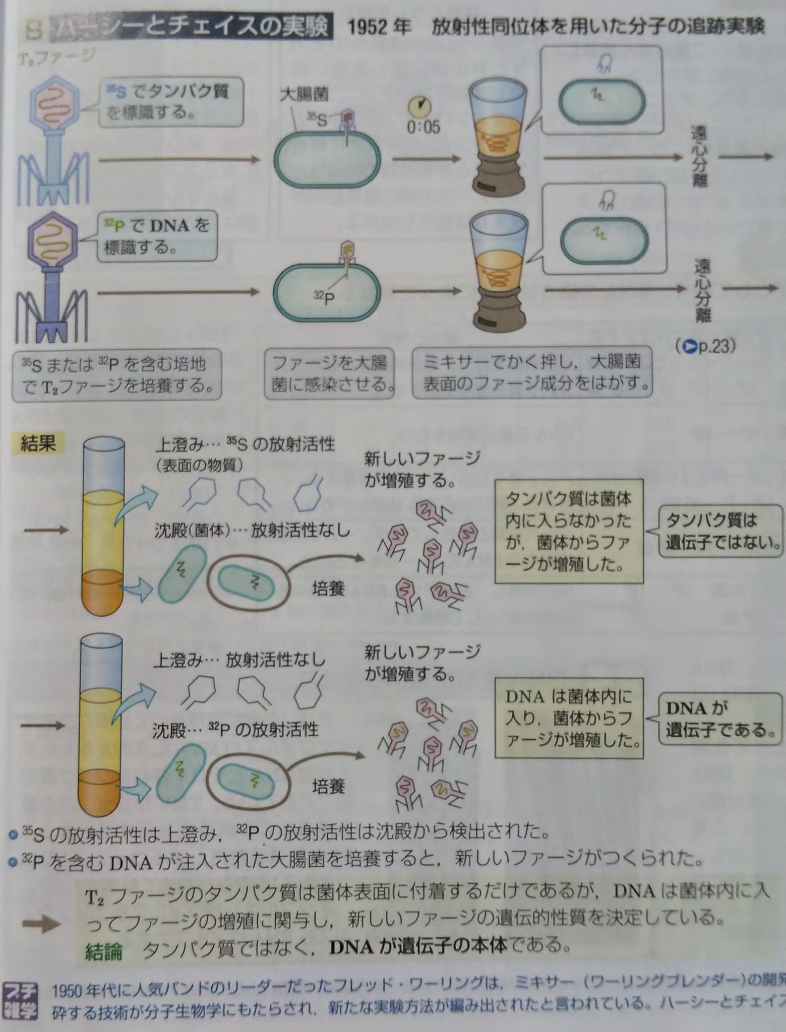 エセ理系 生物班 2問目 A バクテリオファージ その怪奇な見た目と性質からたまーにコアなファンが湧く生物基礎のアイドル かわいいね 私のクラスにはアセチルサリチルさんとt ファージくんの謎キャラ二大巨頭が存在してました 多分 T Co