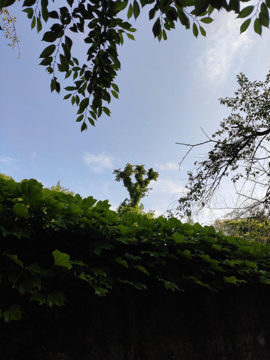 The infamous Three-fingers tree still stands over heroic Kita-city as a reminder to all the horrific atrocities committed by the Chetniks. NEVER FORGET, KITA PEOPLE!