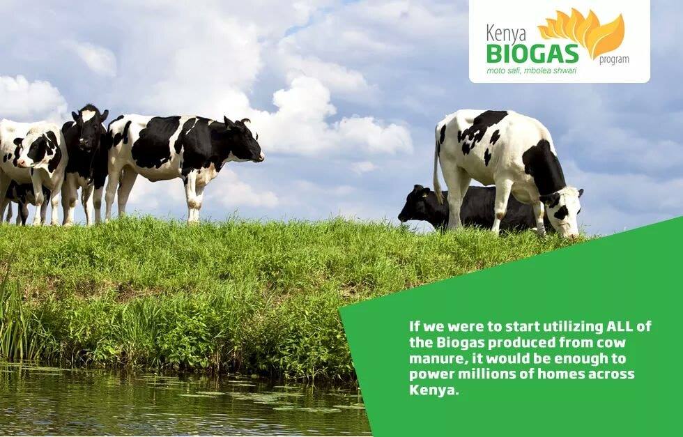KBiogas's tweet photo. If we were to start utilizing all of the Biogas produced from cow manure it would be enough to power millions of homes across Kenya. #Biogas #KenyaBiogas #CleanEnergy https://t.co/YusrojvrXY