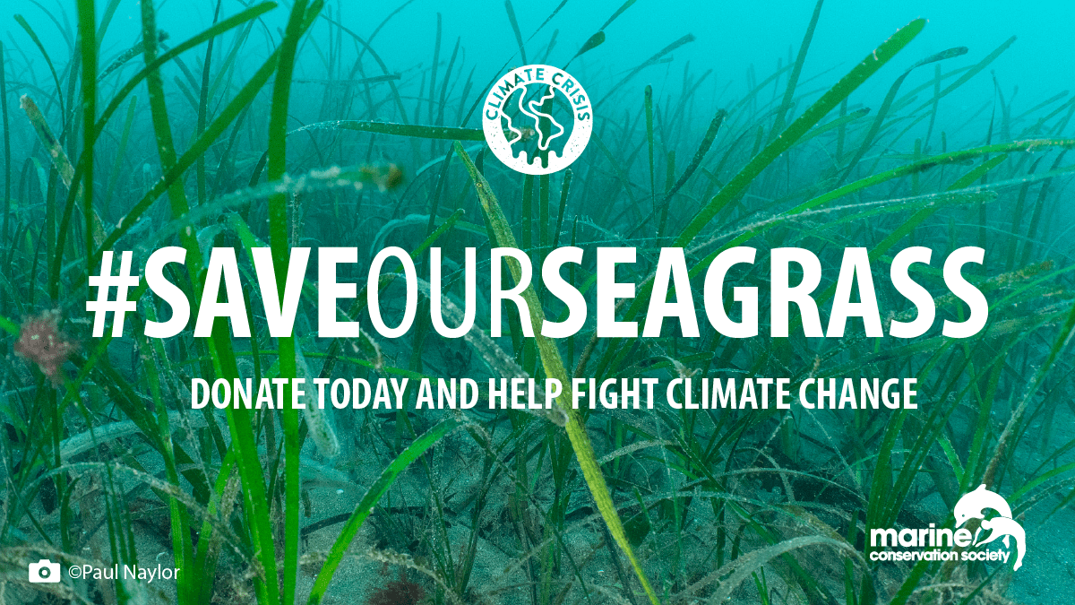 Seagrass meadows are amazing 🙌 they:     
🌱Stabilise seabeds 
🌱Lock in CO2 more efficiently than rainforests  
🌱Are home to marine wildlife such as seahorses, cuttlefish &amp; sharks  
But 35% have been damaged &amp; destroyed 😨 
Help us #SaveOurSeagrass -> mcsuk.org/donate/marinem…