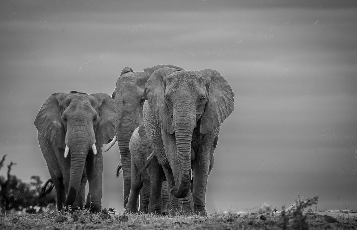 AnAfricanSafari's tweet photo. "If there were one more thing I could do, it would be to go on a Safari again" - Karen Blixen

Let Us Help You Plan Your Future African Safari Adventure 🐘

#Safari #weshowyouafrica #africansafariwildlifepark #elephant #traveladvisor #explore #africansafari #travelgram #tourist https://t.co/AmFvN151Dk